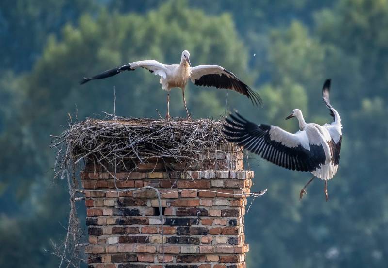 Expert Chimney Animal Removal in Greenbelt, MD Professional Chimney Animal Removal Services in Greenbelt, Maryland