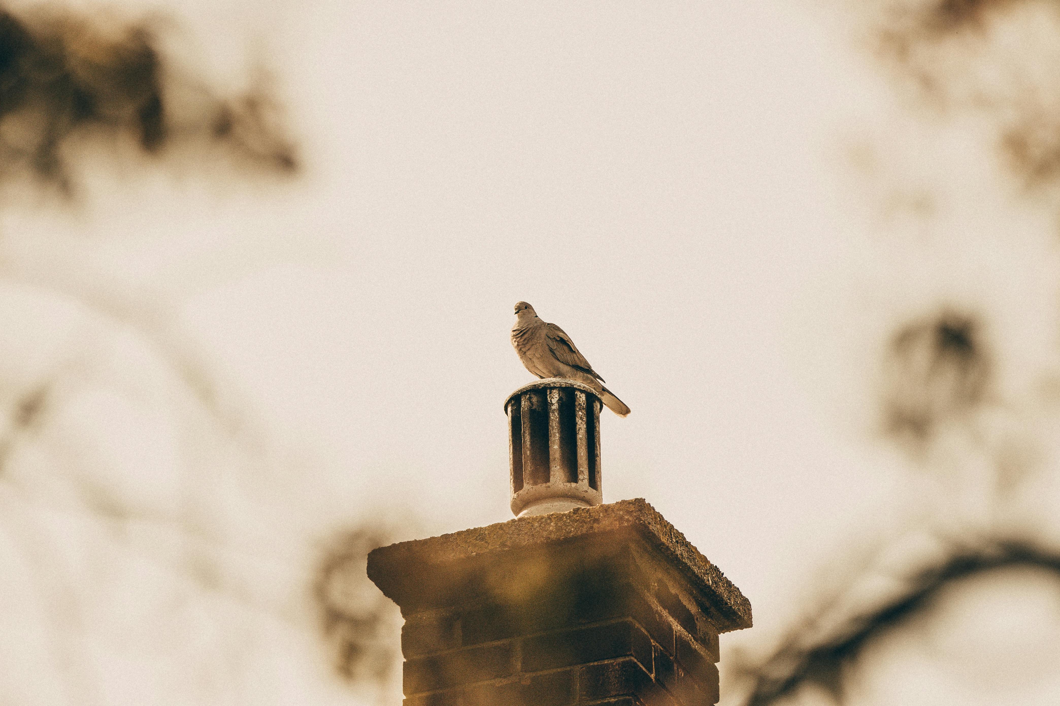 Professional Chimney Cap Installation Services in Greenbelt, MD Expert Chimney Cap Installation in Greenbelt, Maryland